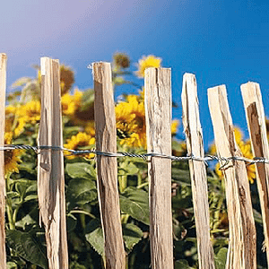 BORDURE GANIVELLE NOISETIER